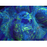 WYSIWYG Trachyphyllia geoffreyi E4 (5.5 cm)