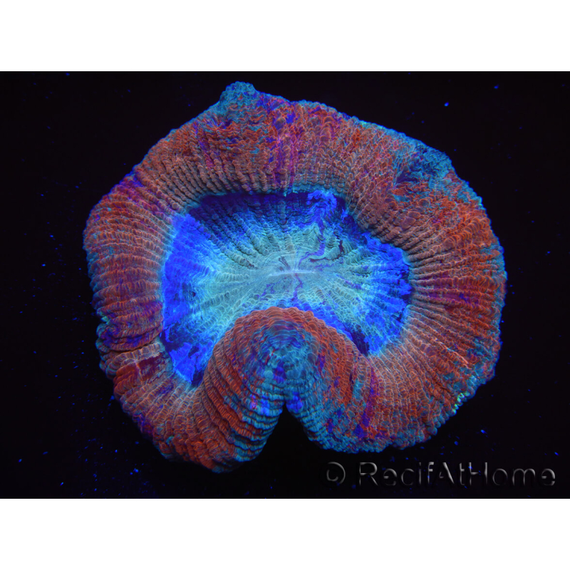 WYSIWYG Trachyphyllia geoffreyi 21 (Skeleton 3.5 cm/ Open 5.5 cm)