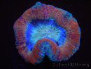 WYSIWYG Trachyphyllia geoffreyi E5 (Scheletro 3,5 cm/ Aperto 5,5 cm)