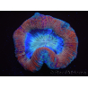 WYSIWYG Trachyphyllia geoffreyi 21 (Skeleton 3.5 cm/ Open 5.5 cm)