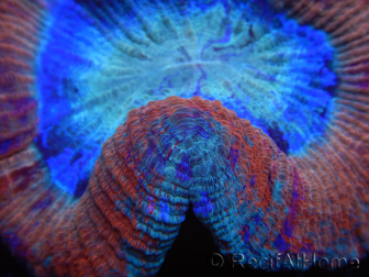 WYSIWYG Trachyphyllia geoffreyi E5 (Esqueleto 3.5 cm / Abierto 5.5 cm)