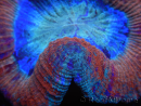 WYSIWYG Trachyphyllia geoffreyi E5 (Scheletro 3,5 cm/ Aperto 5,5 cm)