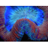 WYSIWYG Trachyphyllia geoffreyi E5 (Esqueleto 3.5 cm / Abierto 5.5 cm)