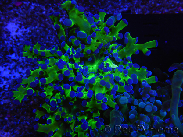 WYSIWYG Euphyllia paradivisa Green/Blue Tips (Elevage Recifathome) 23A1
