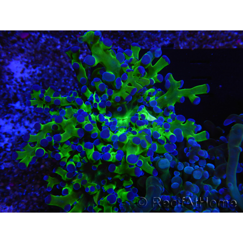 WYSIWYG Euphyllia paradivisa Green/Blue Tips (Elevage Recifathome) 23A