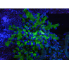 WYSIWYG Euphyllia paradivisa Green/Blue Tips (Elevage Recifathome) 23A1