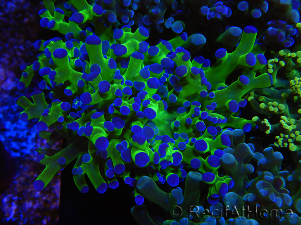 WYSIWYG Euphyllia paradivisa Green/Blue Tips (Elevage Recifathome) 23A