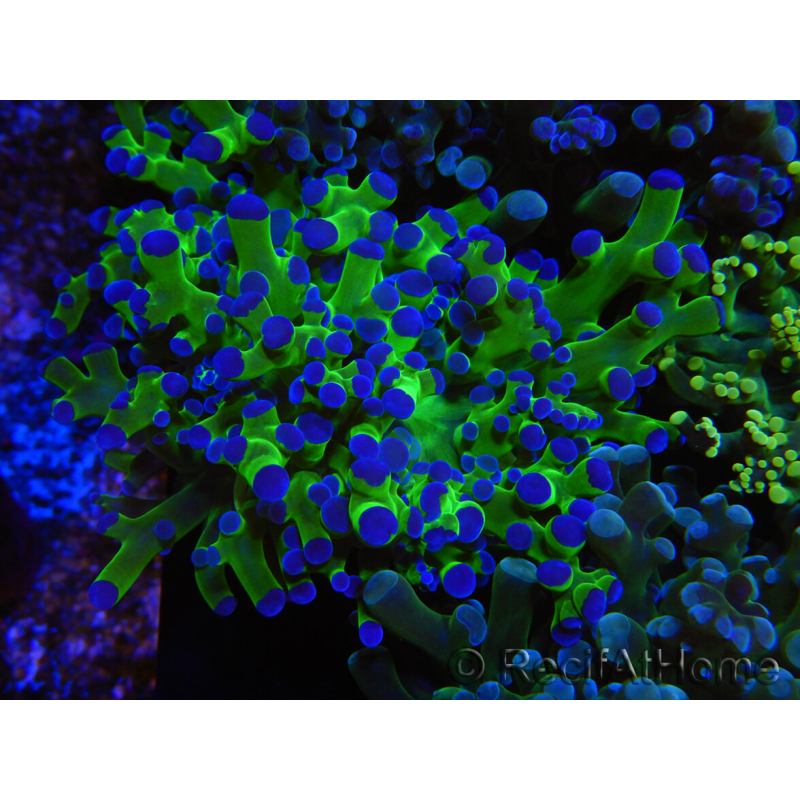 WYSIWYG Euphyllia paradivisa Green/Blue Tips (Elevage Recifathome) 23A2