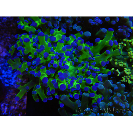 WYSIWYG Euphyllia paradivisa Green/Blue Tips (Elevage Recifathome) 23A2