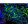 WYSIWYG Euphyllia paradivisa Green/Blue Tips (Elevage Recifathome) 23A