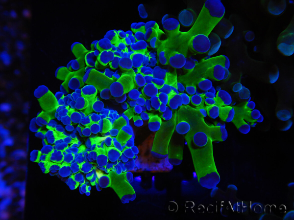 WYSIWYG Euphyllia paradivisa Green/Blue Tips (Elevage Recifathome) 23A