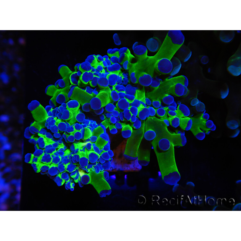WYSIWYG Euphyllia paradivisa Green/Blue Tips (Elevage Recifathome) 23A