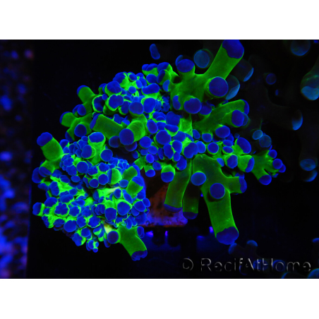 WYSIWYG Euphyllia paradivisa Green/Blue Tips (Elevage Recifathome) 23A3