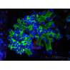 WYSIWYG Euphyllia paradivisa Green/Blue Tips (Elevage Recifathome) 23A