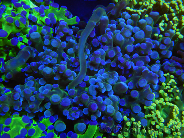 WYSIWYG Euphyllia paradivisa (Elevage Recifathome) 10A5
