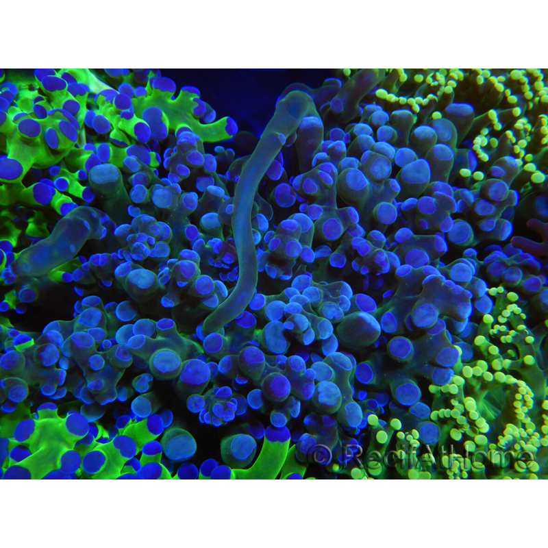WYSIWYG Euphyllia paradivisa (Recifathome Breeding) 10A5