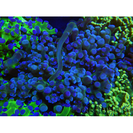WYSIWYG Euphyllia paradivisa (Elevage Recifathome) 23A4