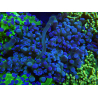 WYSIWYG Euphyllia paradivisa (Elevage Recifathome) 23A4