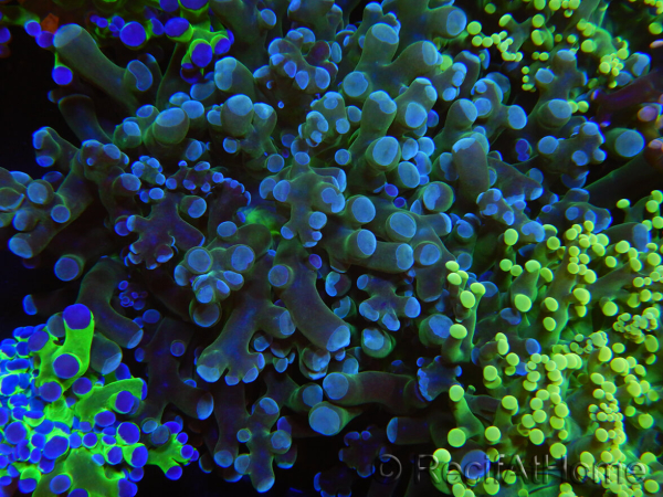 WYSIWYG Euphyllia paradivisa (Allevamento Recifathome) 10A5