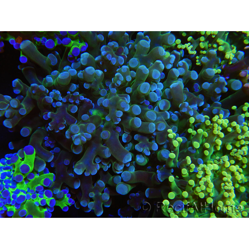 WYSIWYG Euphyllia paradivisa (Recifathome Breeding) 10A5