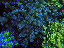 WYSIWYG Euphyllia paradivisa (Allevamento Recifathome) 10A5