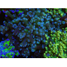 WYSIWYG Euphyllia paradivisa (Elevage Recifathome) 10A5