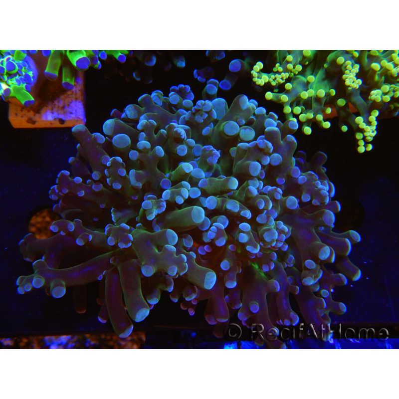WYSIWYG Euphyllia paradivisa (Cría Recifathome) 10A5