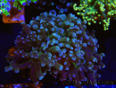 WYSIWYG Euphyllia paradivisa (Elevage Recifathome) 10A5