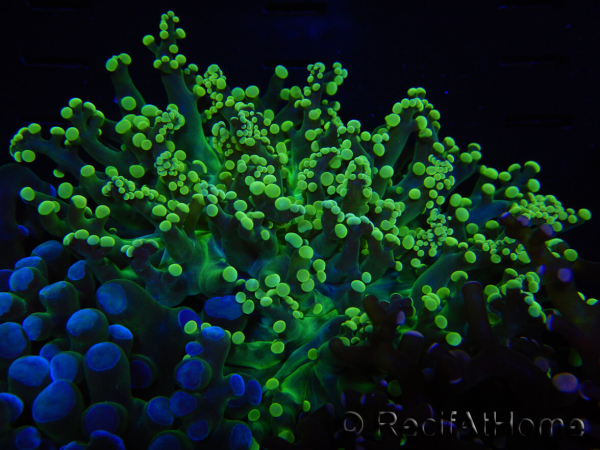 WYSIWYG Euphyllia paradivisa (Elevage Recifathome) 10A5