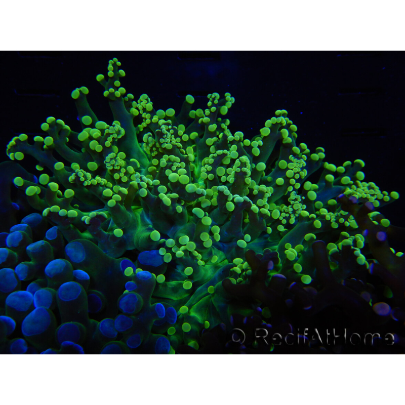 WYSIWYG Euphyllia paradivisa (Allevamento Recifathome) 10A5