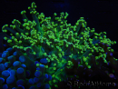 WYSIWYG Euphyllia paradivisa (Elevage Recifathome) 23B1