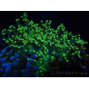 WYSIWYG Euphyllia paradivisa (Elevage Recifathome) 10A5