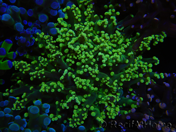 WYSIWYG Euphyllia paradivisa (Zucht Recifathome) 10A5