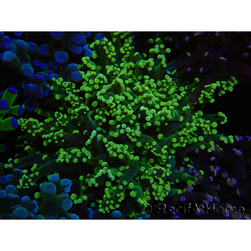 WYSIWYG Euphyllia paradivisa (Zucht Recifathome) 10A5