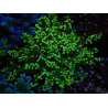 WYSIWYG Euphyllia paradivisa (Zucht Recifathome) 10A5