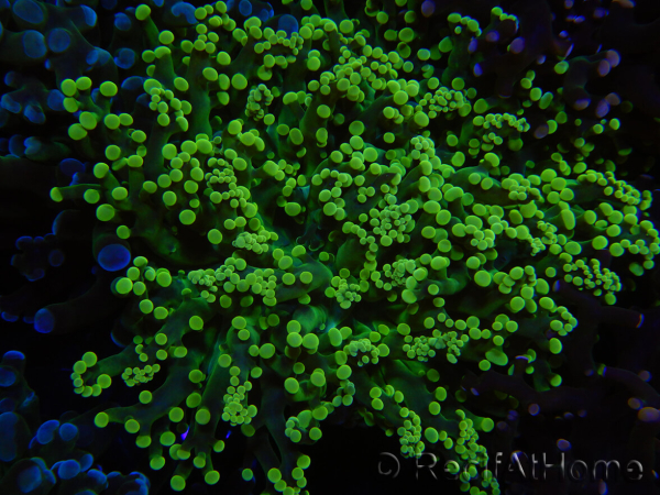WYSIWYG Euphyllia paradivisa (Recifathome Breeding) 10A5