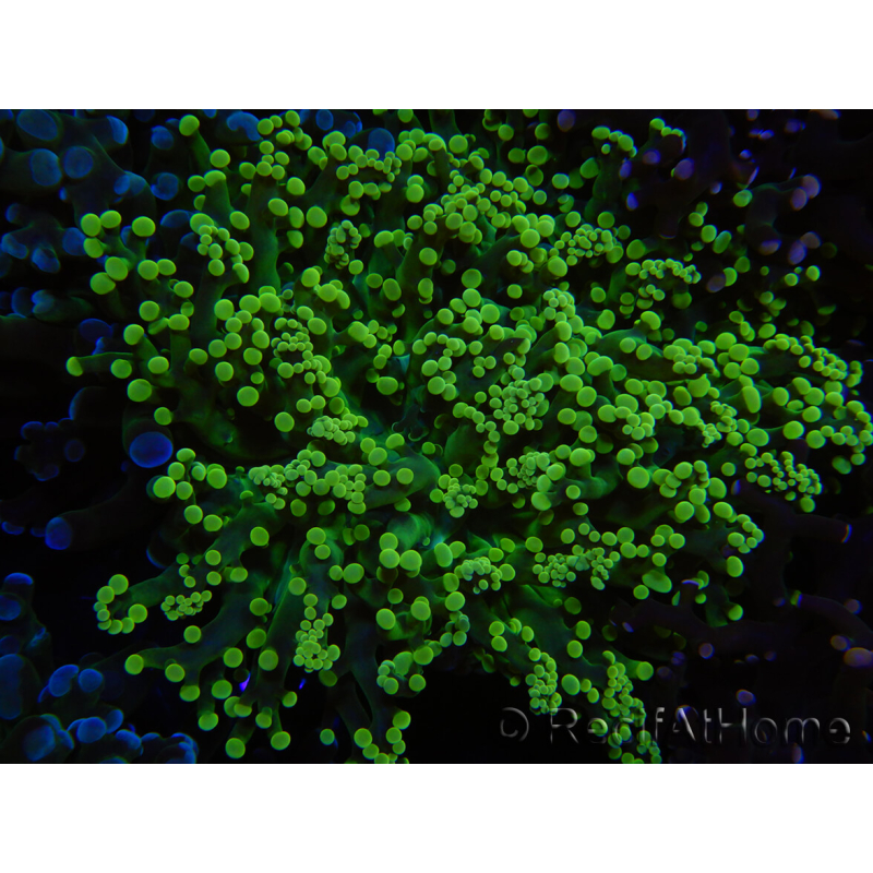 WYSIWYG Euphyllia paradivisa (Zucht Recifathome) 10A5