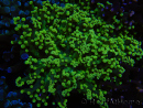 WYSIWYG Euphyllia paradivisa (Recifathome Breeding) 10A5