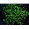 WYSIWYG Euphyllia paradivisa (Recifathome Breeding) 10A5