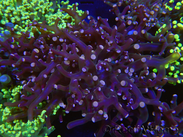 WYSIWYG Euphyllia paradivisa (Elevage Recifathome) 23B4