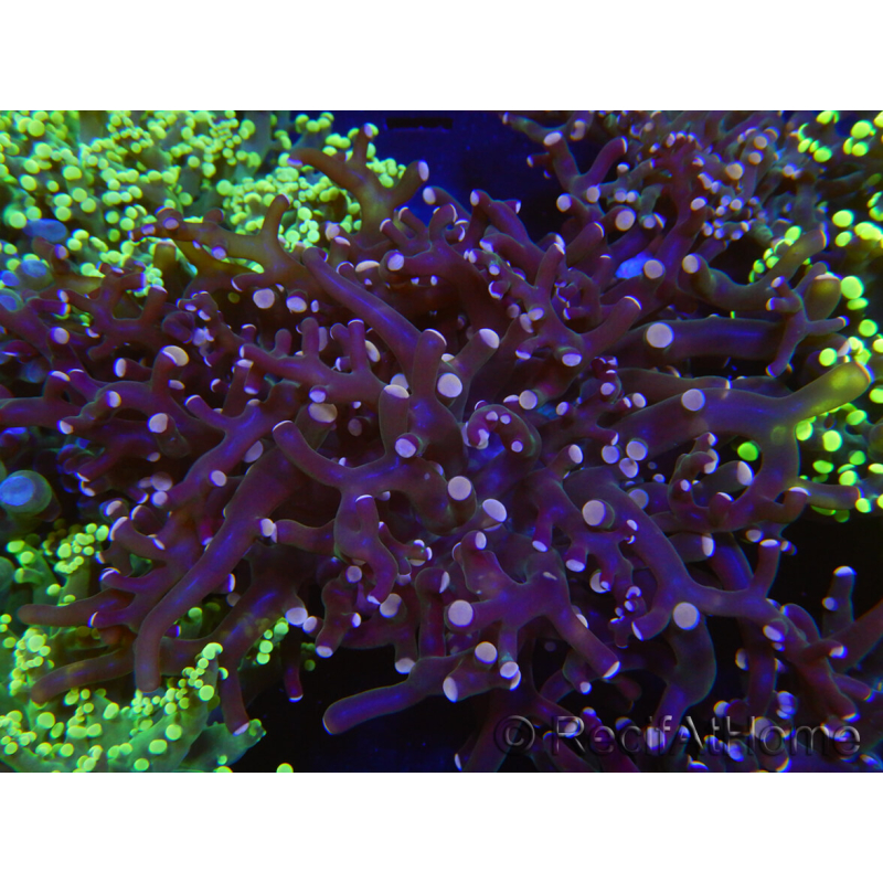 WYSIWYG Euphyllia paradivisa (Elevage Recifathome) 10A5