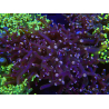 WYSIWYG Euphyllia paradivisa (Zucht Recifathome) 10A5