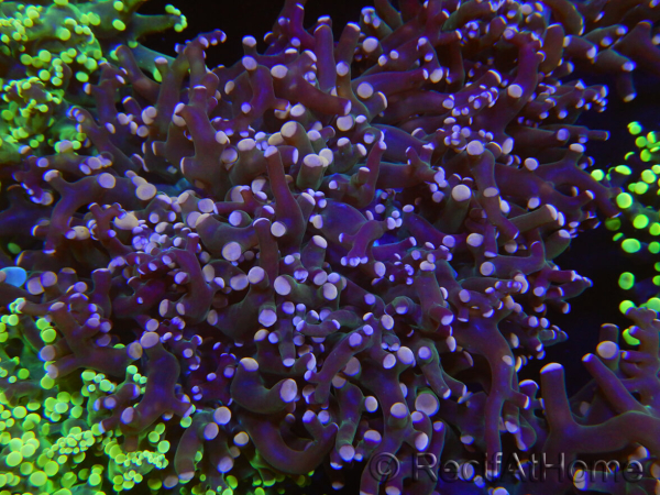 WYSIWYG Euphyllia paradivisa (Allevamento Recifathome) 10A5