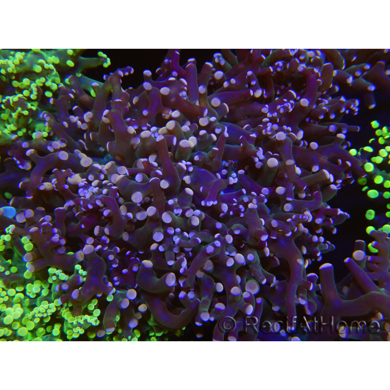 WYSIWYG Euphyllia paradivisa (Elevage Recifathome) 23B5