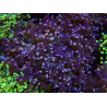 WYSIWYG Euphyllia paradivisa (Allevamento Recifathome) 10A5