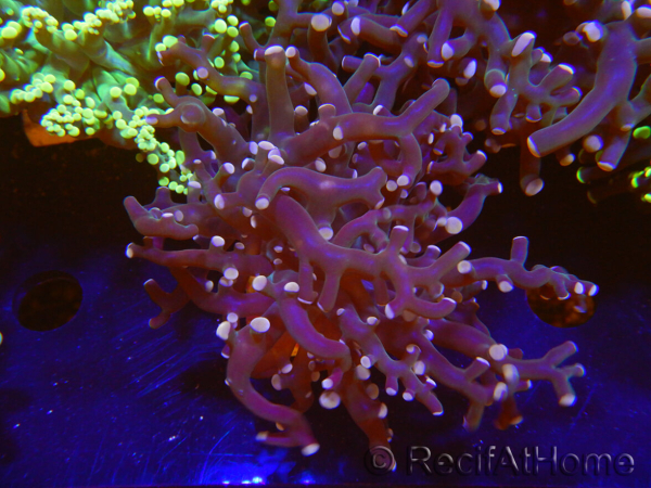 WYSIWYG Euphyllia paradivisa (Zucht Recifathome) 10A5