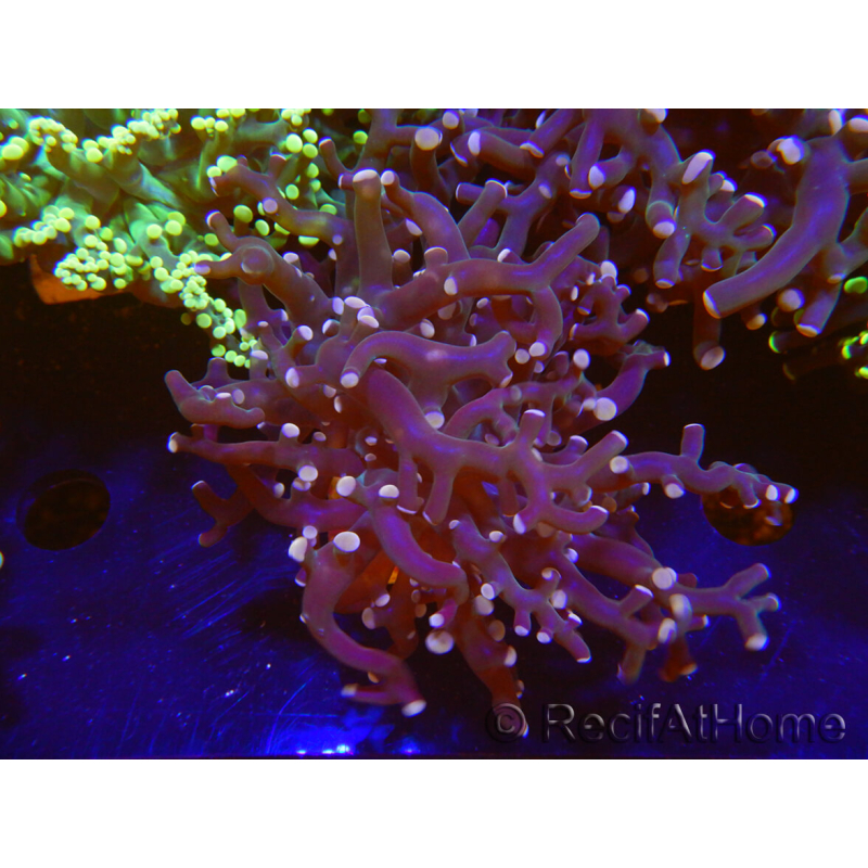 WYSIWYG Euphyllia paradivisa (Recifathome Breeding) 10A5