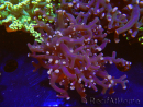 WYSIWYG Euphyllia paradivisa (Zucht Recifathome) 10A5