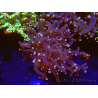 WYSIWYG Euphyllia paradivisa (Allevamento Recifathome) 10A5
