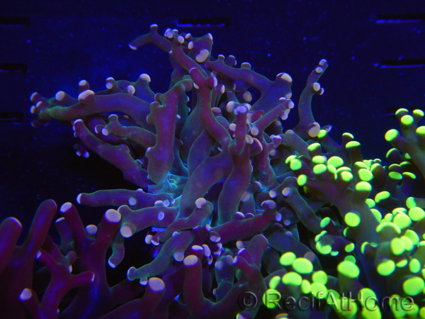 WYSIWYG Euphyllia paradivisa (Allevamento Recifathome) 10A5